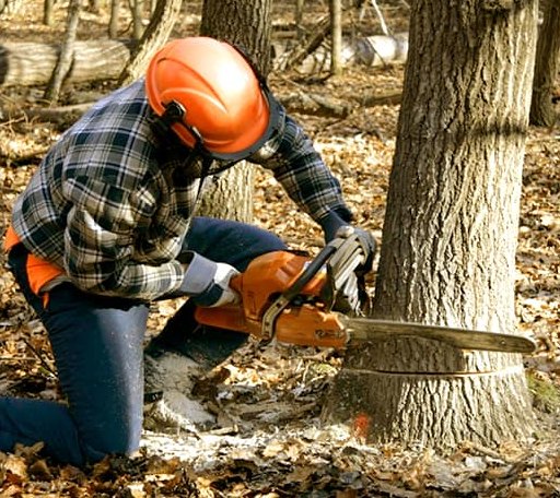 Tree Removal in Ness City, KS